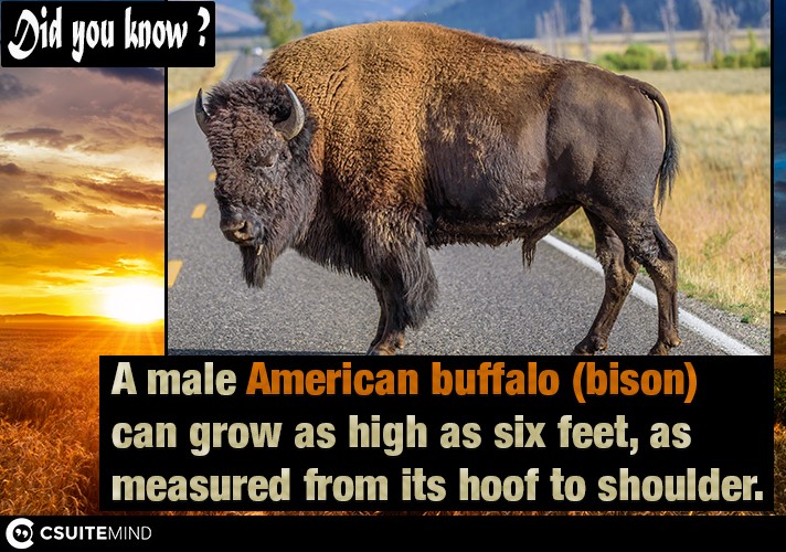 A male American buffalo (bison)  can grow as high as six feet, as measured from its hoof to shoulder. 