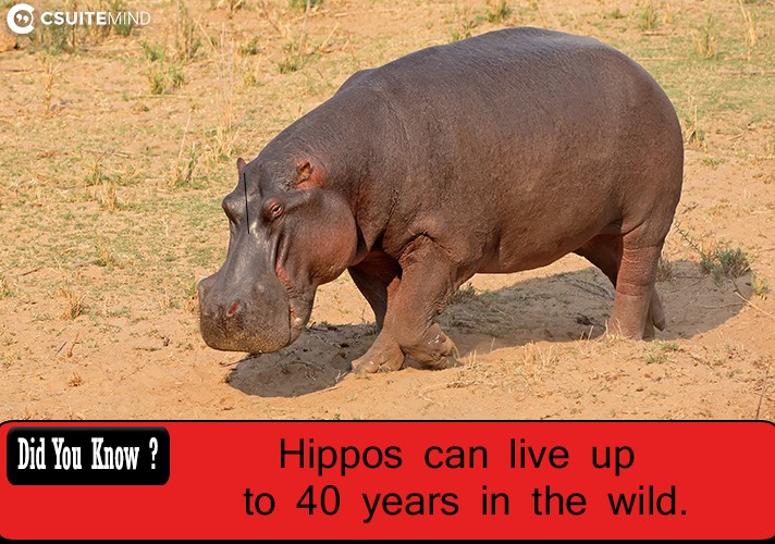 Hippos can live up to 40 years in the wild.