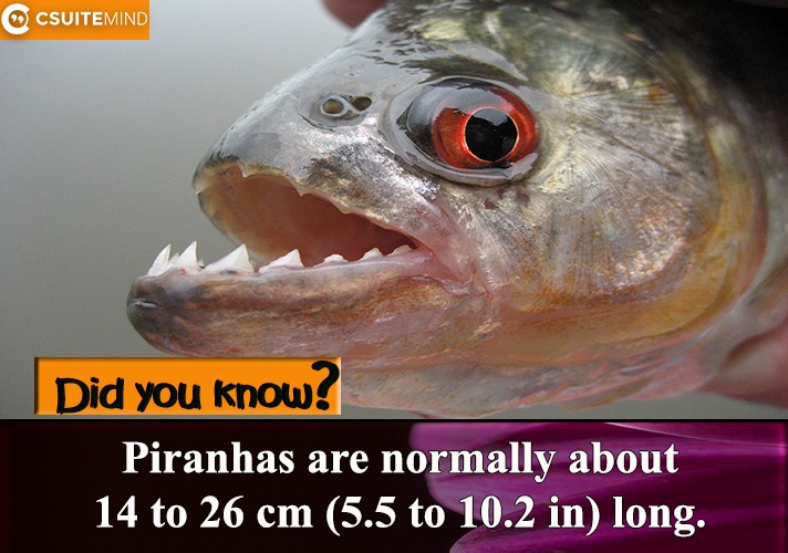 Piranhas are normally about 14 to 26 cm (5.5 to 10.2 in) long.
