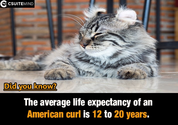 The average life expectancy of an American curl is 12 to 20 years.

