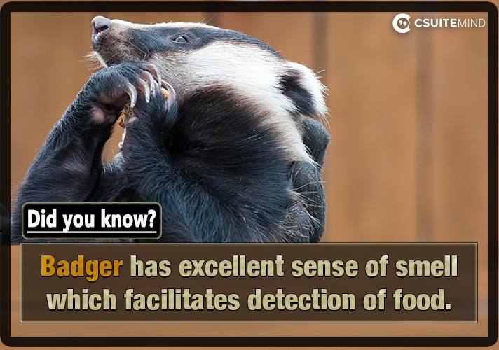 Badger has excellent sense of smell which facilitates detection of food.
