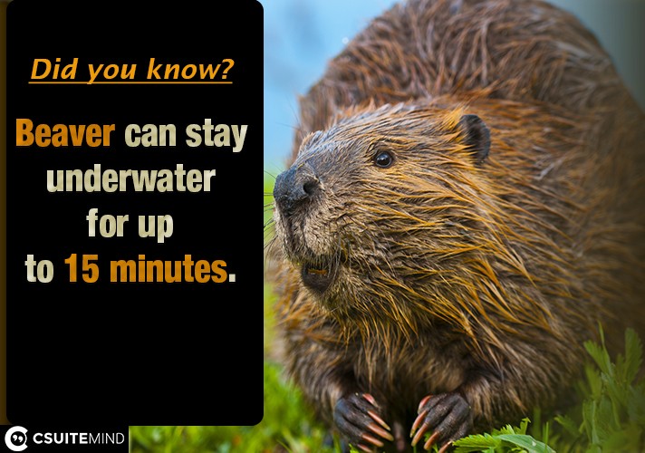  Beaver can stay underwater for up to 15 minutes.