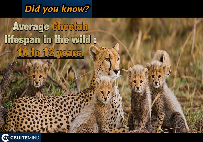 Average Cheetah  lifespan in the wild : 10 to 12 years.
