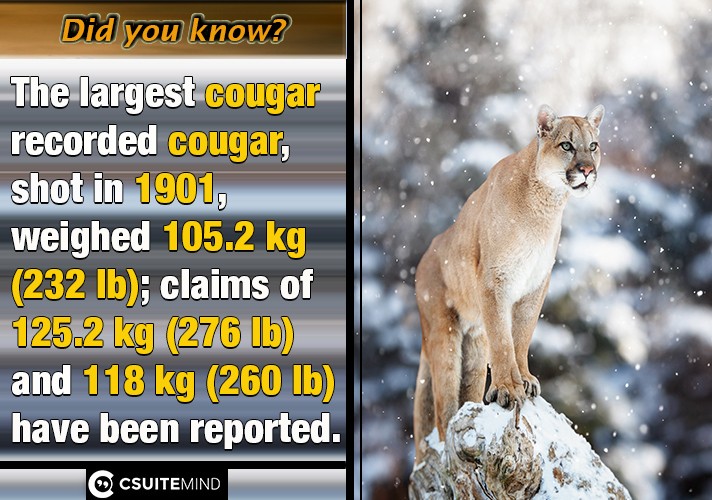 The largest cougar recorded cougar, shot in 1901, weighed 105.2 kg (232 lb); claims of 125.2 kg (276 lb) and 118 kg (260 lb) have been reported.
