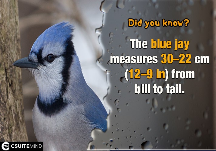 The blue jay measures 22–30 cm (9–12 in) from bill to tail.
