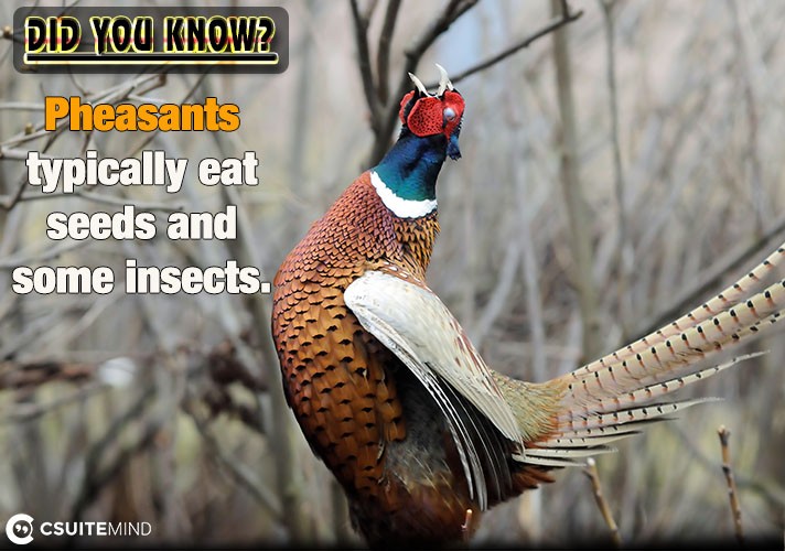  Pheasants typically eat seeds and some insects.
