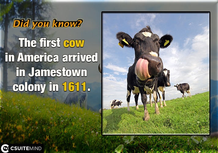 The first cow in America arrived in Jamestown colony in 1611.