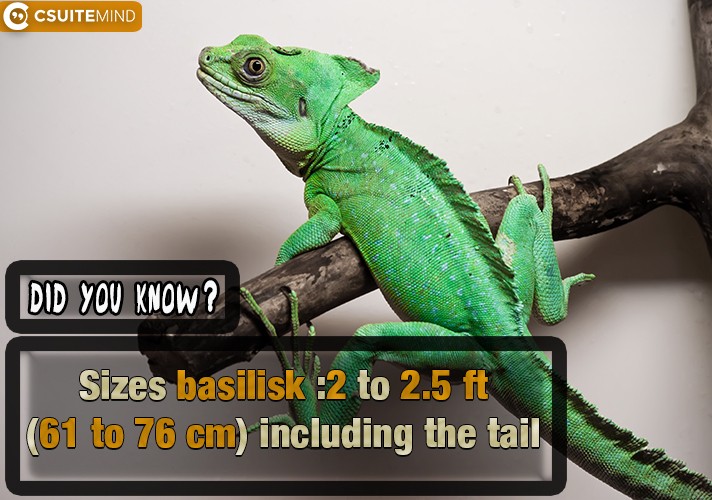 Sizes basilisk :2 to 2.5 ft (61 to 76 cm) including the tail