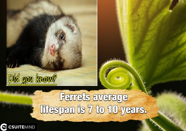  Ferrets average lifespan is 7 to 10 years.
