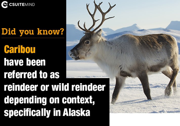  Caribou have been referred to as reindeer or wild reindeer depending on context, specifically in Alaska
