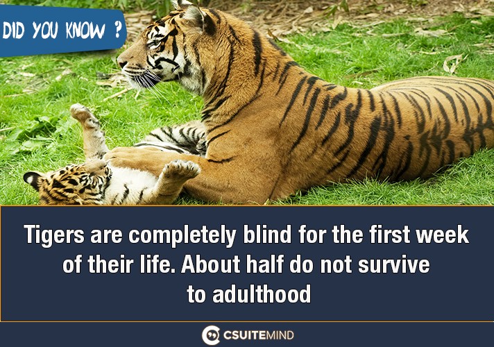 tigers-are-completely-blind-for-the-first-week-of-their-life-about-half-do-not-survive-to-adulthood