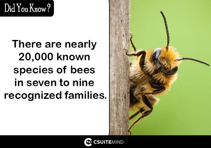There are nearly 20,000 known species of bees in seven to nine recognized families.