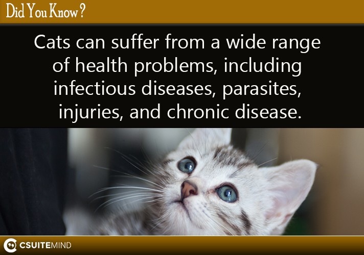 cats-can-suffer-from-a-wide-range-of-health-problems-including-infectious-diseases-parasites-injuries-and-chronic-disease