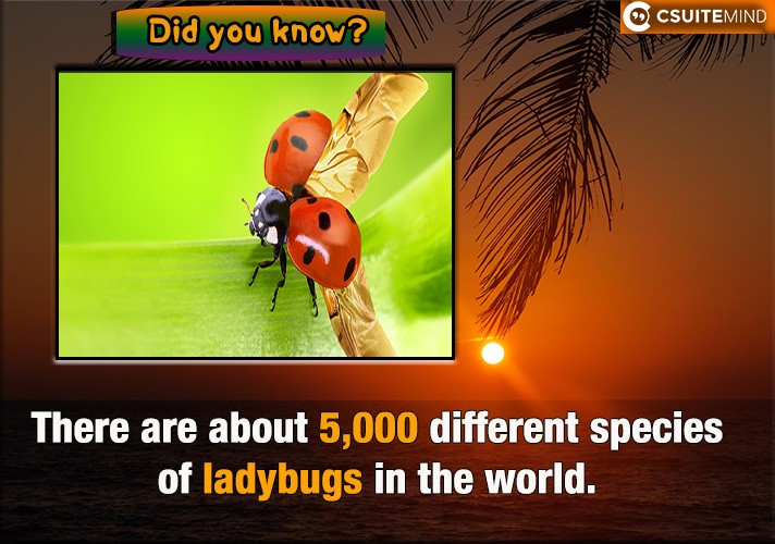 there-are-about-5000-different-species-of-ladybugs-in-the-world