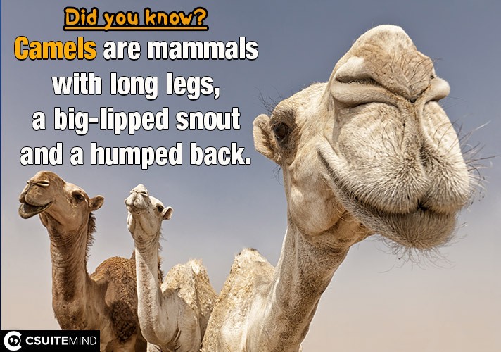 Camels are mammals with long legs, a big-lipped snout and a humped back.