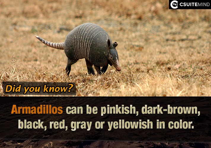 Armadillos can be pinkish, dark-brown, black, red, gray or yellowish in color.
