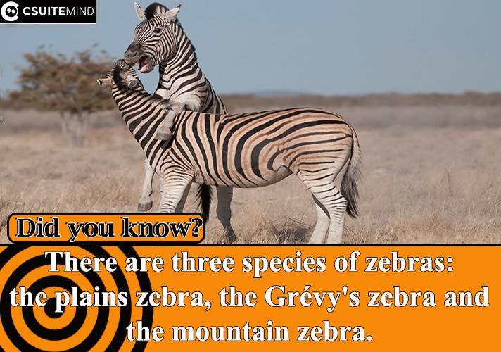 There are three species of zebras: the plains zebra, the Grévy's zebra and the mountain zebra. 
