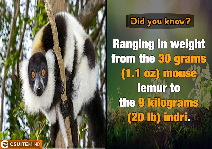 Ranging in weight from the 30 grams (1.1 oz) mouse lemur to the 9 kilograms (20 lb) indri.
