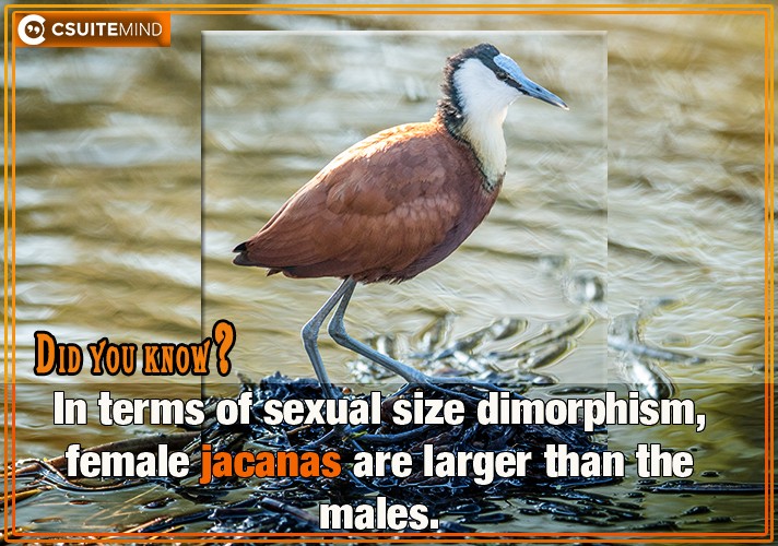 In terms of sexual size dimorphism, female jacanas are larger than the males.
