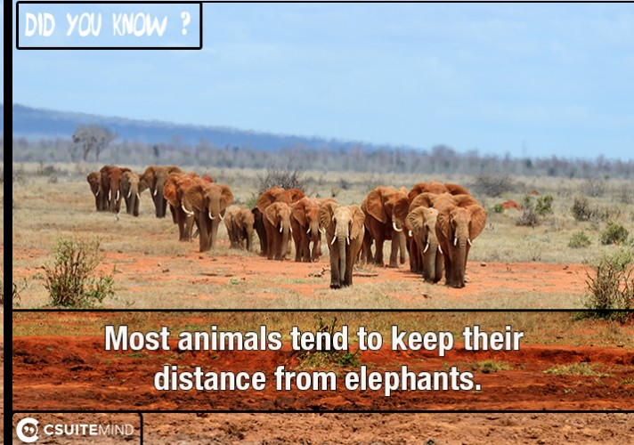 Most animals tend to keep their distance from elephants.