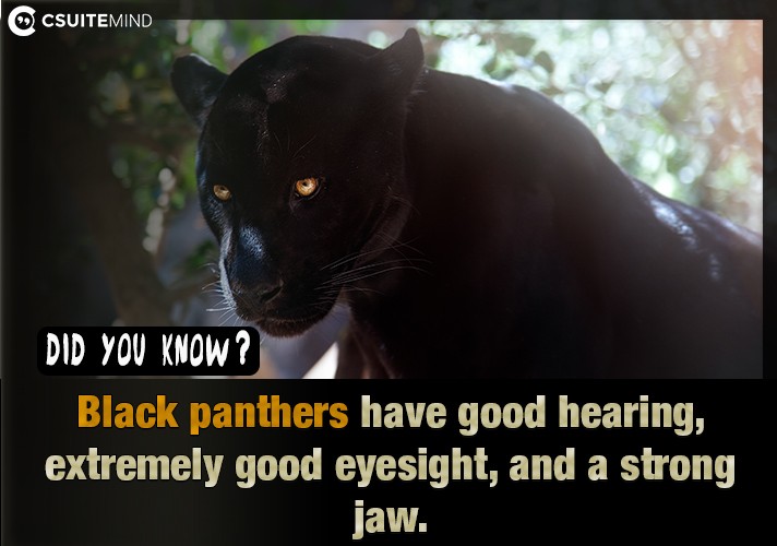 Black panthers have good hearing, extremely good eyesight, and a strong jaw.

