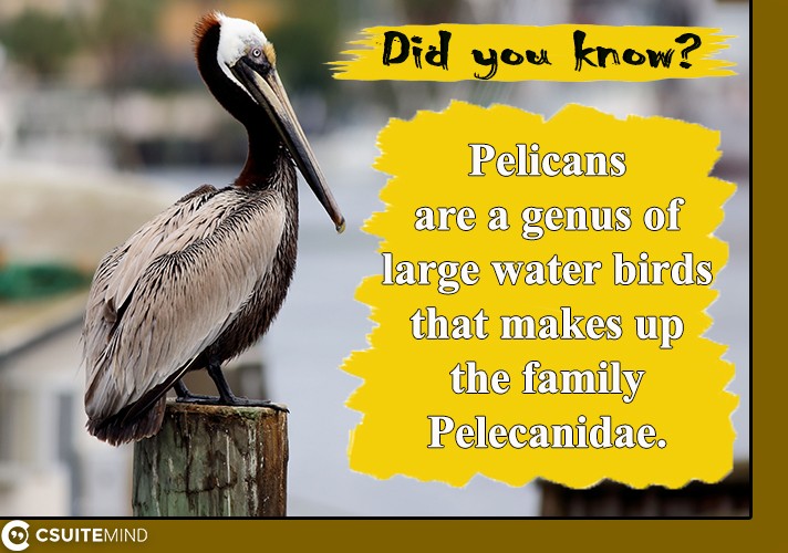 pelicans-are-a-genus-of-large-water-birds-that-makes-up-the-family-pelecanidae