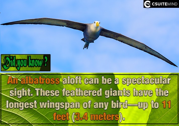 an-albatross-aloft-can-be-a-spectacular-sight-these-feathered-giants-have-the-longest-wingspan-of-any-birdup-to-11-feet-34-meters