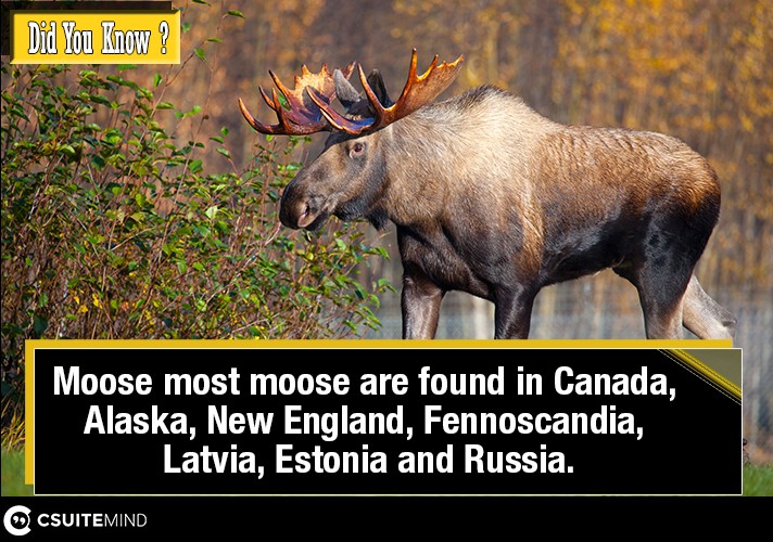 moose-most-moose-are-found-in-canada-alaska-new-england-fennoscandia-latvia-estonia-and-russia