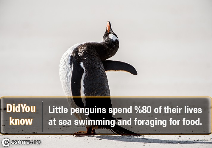 little-penguins-spend-80-of-their-lives-at-sea-swimming-and-foraging-for-food
