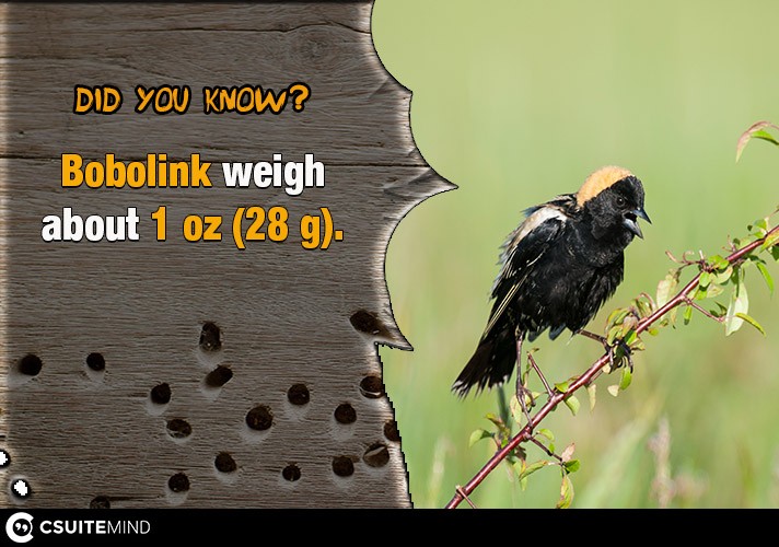 Bobolink weigh about 1 oz (28 g).
