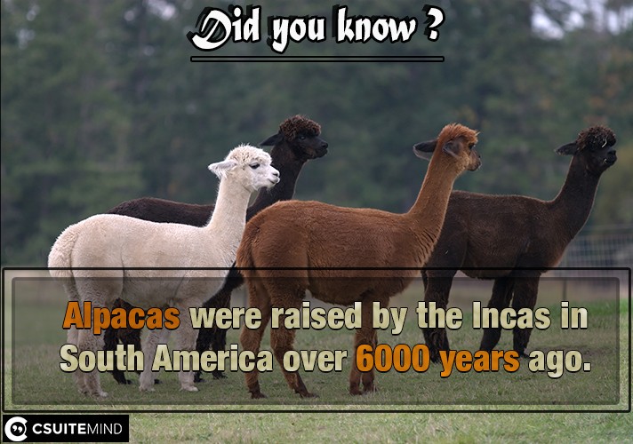 Alpacas were raised by the Incas in South America over 6000 years ago.