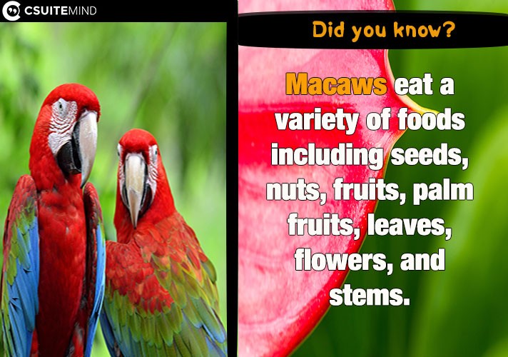 Macaws eat a variety of foods including seeds, nuts, fruits, palm fruits, leaves, flowers, and stems. 
