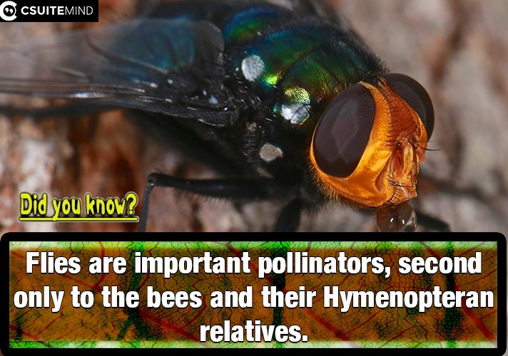  Flies are important pollinators, second only to the bees and their Hymenopteran relatives.
