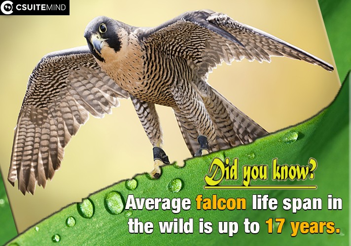Average falcon life span in the wild is up to 17 years. 
