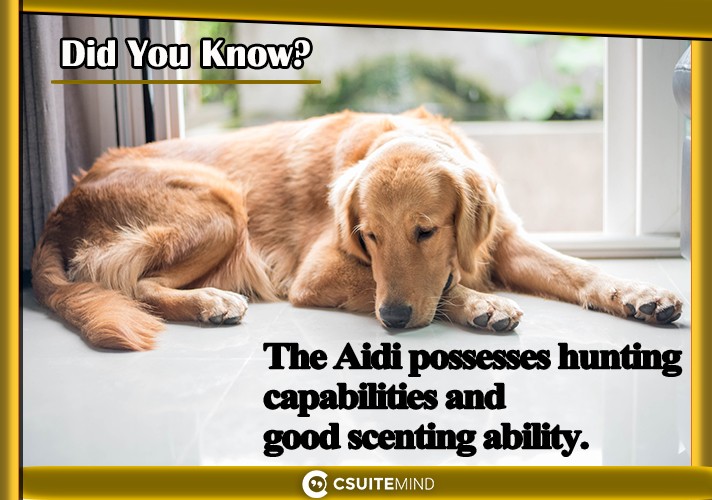 The Aidi  possesses hunting capabilities and good scenting ability. 
