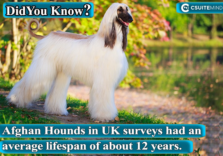 Afghan Hounds in UK surveys had an average lifespan of about 12 years.