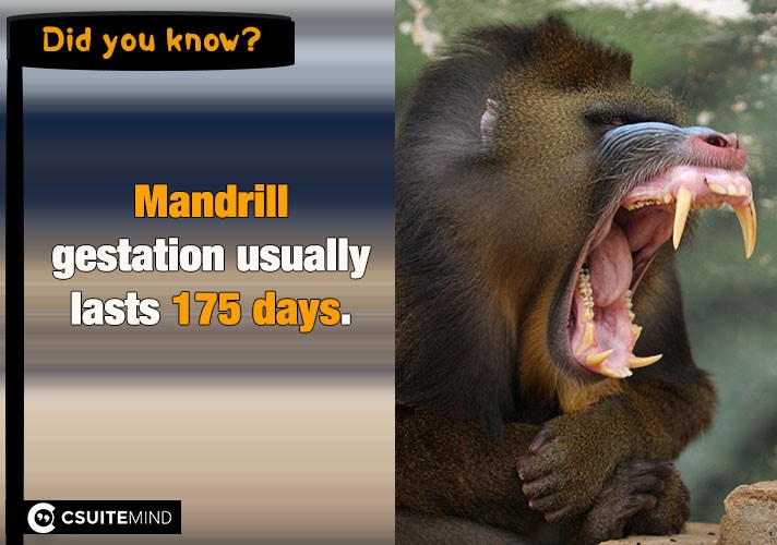 Mandrill gestation usually lasts 175 days. 