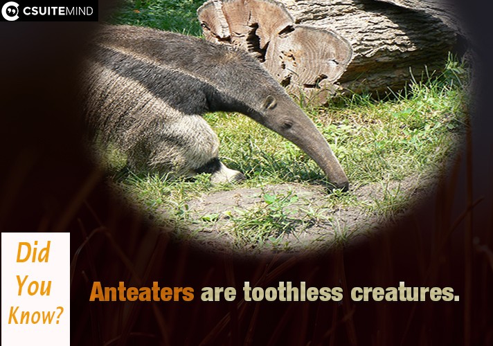 anteaters-are-toothless-creatures