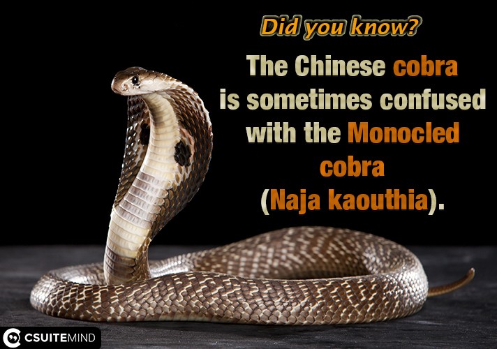The Chinese cobra is sometimes confused with the Monocled cobra (Naja kaouthia). 
