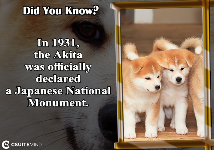 In 1931, the Akita was officially declared a Japanese National Monument. 
