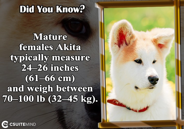Mature females Akita typically measure 24–26 inches (61–66 cm) and weigh between 70–100 lb (32–45 kg).
