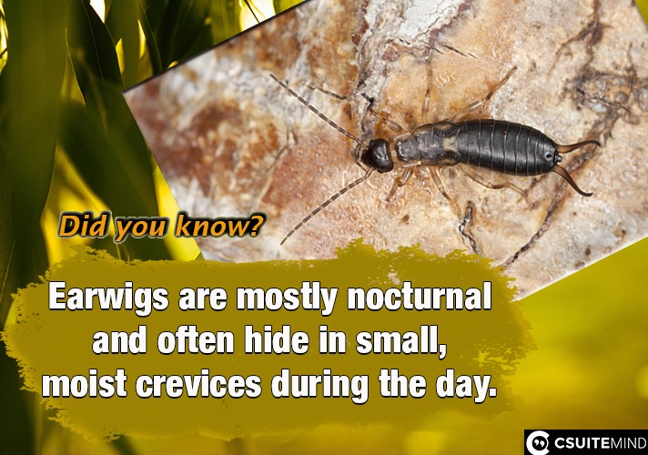 Earwigs are mostly nocturnal and often hide in small, moist crevices during the day.
