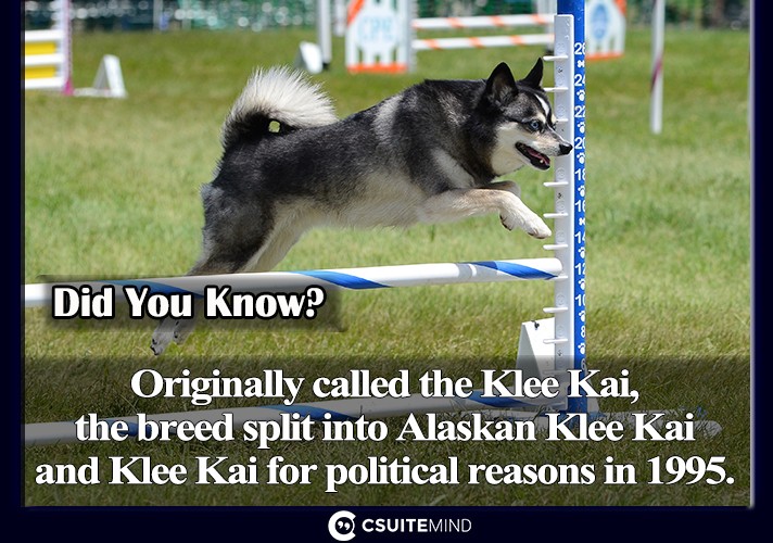 Originally called the Klee Kai, the breed split into Alaskan Klee Kai and Klee Kai for political reasons in 1995. 
