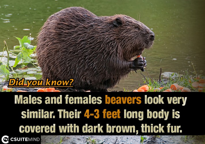 Males and females beavers look very similar. Their 3-4 feet long body is covered with dark brown, thick fur. 
