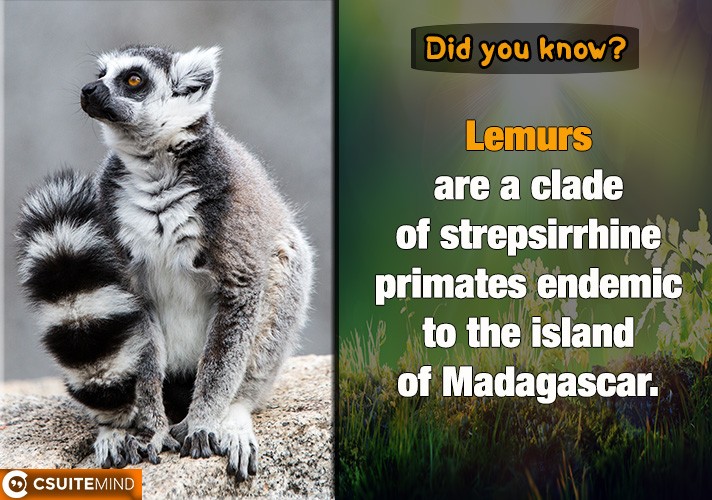 lemurs-are-a-clade-of-strepsirrhine-primates-endemic-to-the-island-of-madagascar