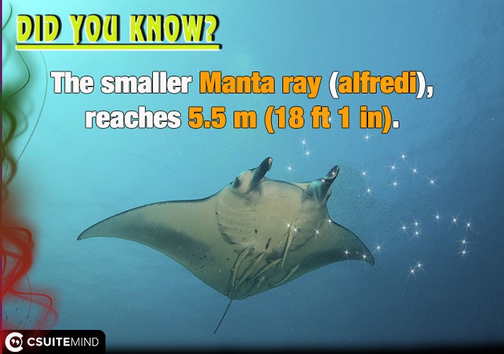 The smaller Manta ray  (alfredi), reaches 5.5 m (18 ft 1 in). 
