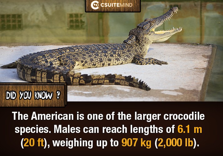 The American is one of the larger crocodile species. Males can reach lengths of 6.1 m (20 ft), weighing up to 907 kg (2,000 lb).