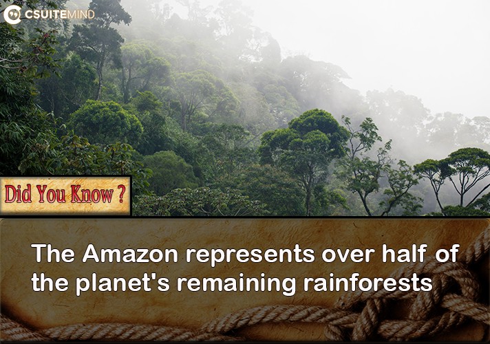 The Amazon represents over half of the planet's remaining rainforests
