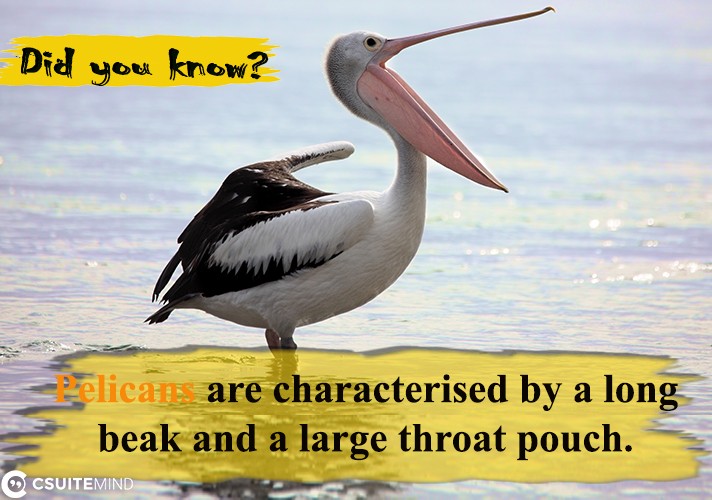 Pelicans are characterised by a long beak and a large throat pouch.
