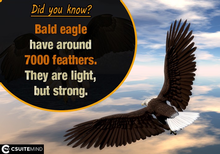 Bald eagle have around 7000 feathers. They are light, but strong.
